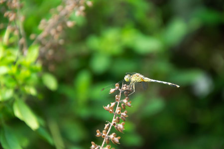dragonfly on a flower in the garden, closeup of photoの写真素材
