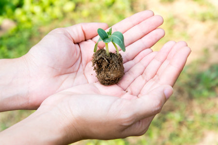Hands holding young plant with soil in hand on nature background.の写真素材