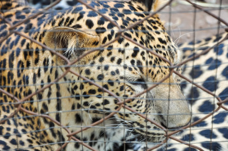 Leopard in a cage, close-up of head and neck
