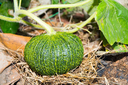 Pumpkin in the garden, Thailand. (Cucurbita maxima)の写真素材