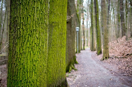 Waldwegの写真素材