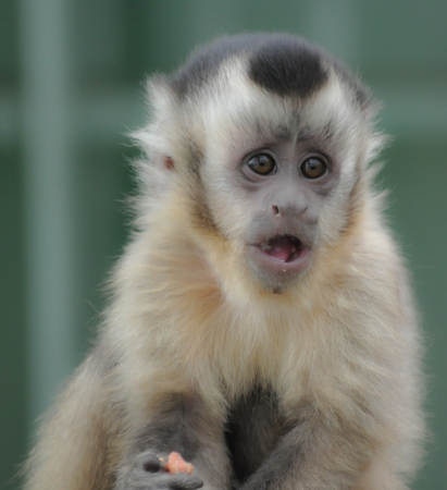 Capuchin Monkeyの写真素材