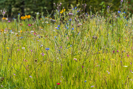 Wildflower meadowの写真素材