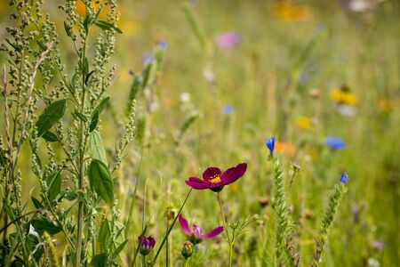 Wildflower meadowの写真素材