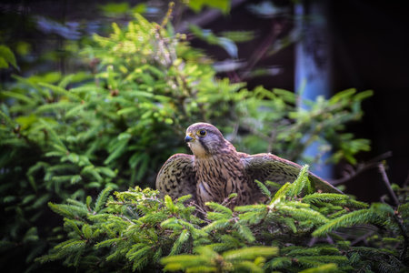 Kestrel (Falco tinnunculus) in the forestの写真素材