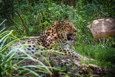 Leopard in the wild nature of Sri Lanka. Panthera pardusの写真素材
