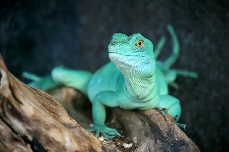 Green lizard is sitting on a tree in a wild nature and staring at you.の写真素材