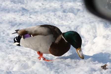 Mallard Probing Snowの写真素材