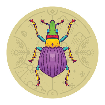 Vector Illustration of Insect Beetle Design Elements with Line Graphic. Circle life Day  Night and Four Seasons in Nature Conceptのイラスト素材
