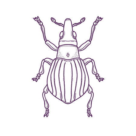 Vector Illustration of Outline Beetle Bug Insect Hand Drawn,  Apion artemisiaeのイラスト素材