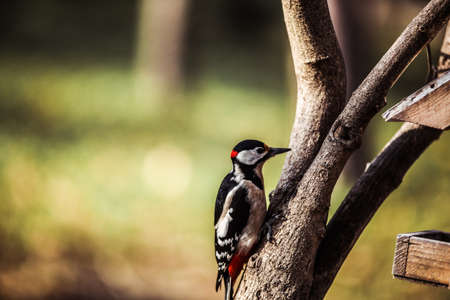 Great spotted woodpecker (Dendrocopos major)の写真素材
