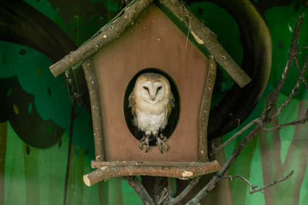 Photos of a owl in natureの写真素材