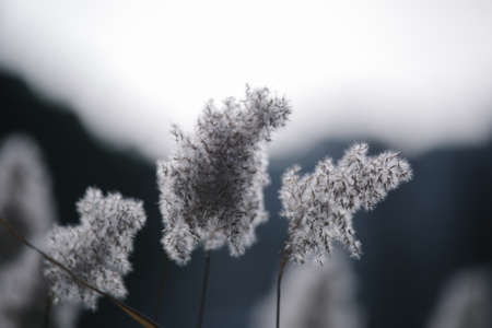 Abstract nature background. Stalks of dry tall grass. Wild reeds grass meadow.