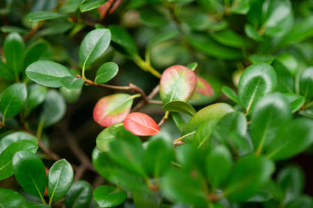 Close-up photo. Pattern with green leaves. Background.
