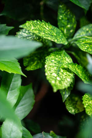 Close-up photo. Pattern with green leaves. Background.