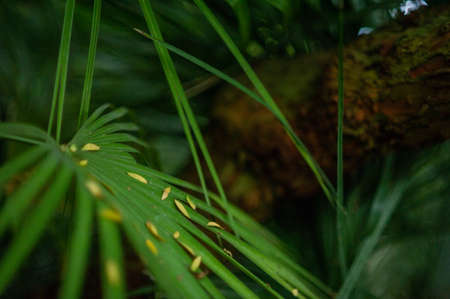 Close-up photo. Pattern with green leaves. Background.の写真素材