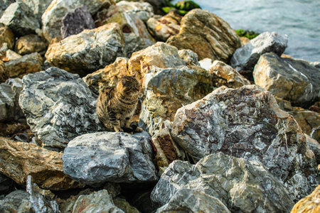 Cat cute abstract background