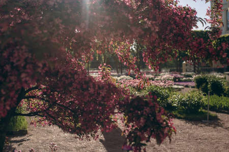 Flowering green forest on sunset , spring nature backgroundの写真素材