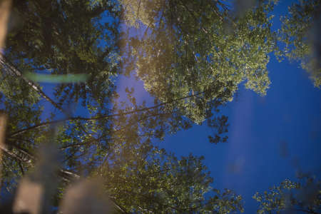 Spring background with blue sky though branches of a tree. Selective focus.