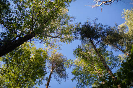 Spring background with blue sky though branches of a tree. Selective focus.