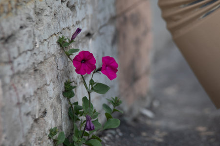 Pink flower plant growing with green leaf, beautiful young tree on crack in pavement background. free pace for adding text word love concept.の写真素材
