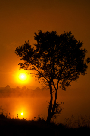 the tree near the lake on the sunriseの写真素材