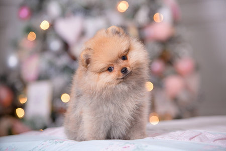 Pomeranian puppy in New Yearの写真素材