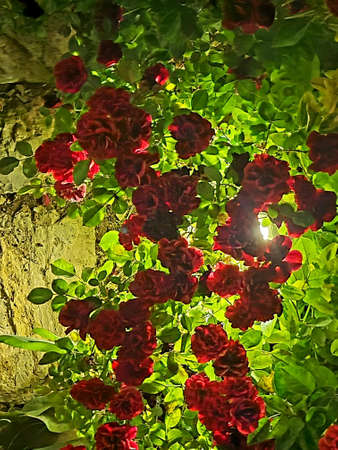 Beautiful pink flowers bloom during springtime background
sun flare on the around , Middle East, Kurdistanの写真素材