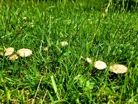 Beautiful pink flowers bloom during springtime background
sun flare on the around , Middle East, Kurdistanの写真素材