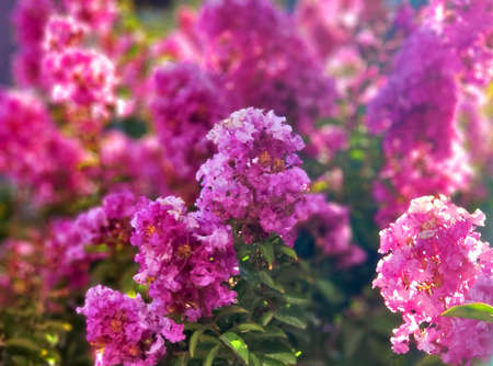 pink fowers in the garden,bloomning during spring