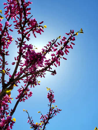 blossom tree against blue sky with sun shining