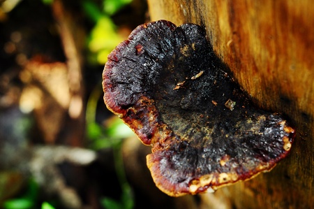  FOREST MUSHROOMS