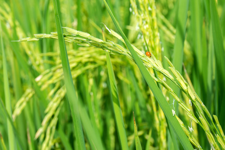 Rice field sunの写真素材