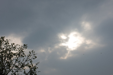 Tree againsの写真素材