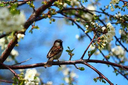 Sparrow is sitting on the branch of a flowering cherry tree in the spring on the background of the blue skyの写真素材