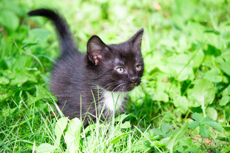 Little funny kittenの写真素材