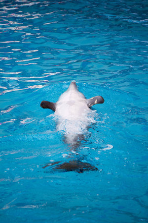 Dolphin is swimming in the poolの写真素材