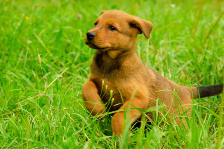 Funny red-hairer puppy is on the grassの写真素材