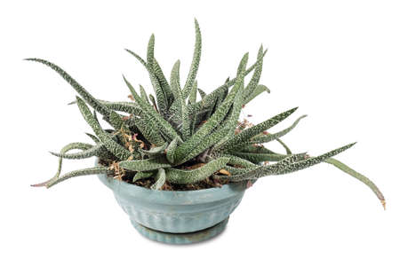 A green plant in a turquoise pot on a white background, isolatedの写真素材