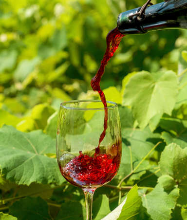 Glass of red wine with vineyard background