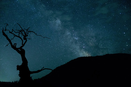 dried tree and mountain silhouettes with milky way sky background,の写真素材