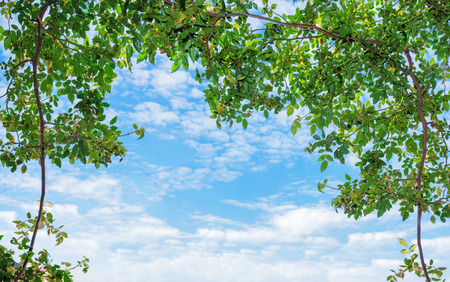 Blue cloudy sky surrounded and framed by leavesの写真素材