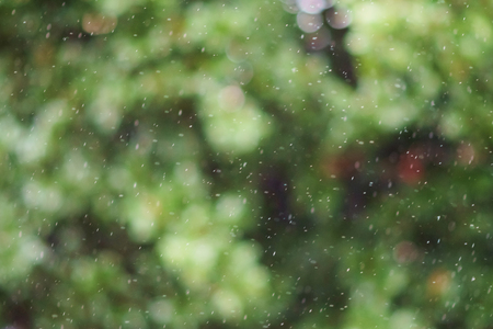 blurry green background with rain dropsの写真素材