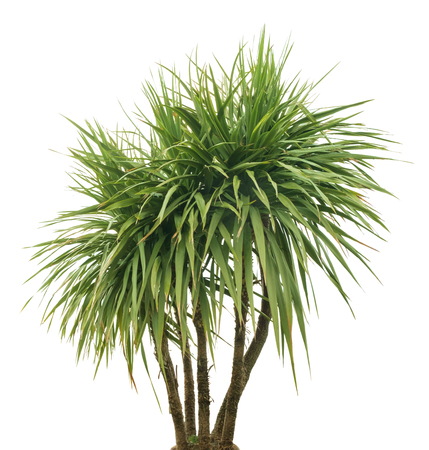 palm tree isolated on a white backgroundの写真素材