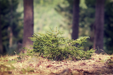Young spruce in the forest at sunny dayの写真素材