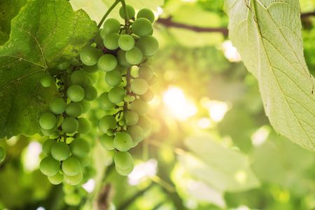 Bunch of young green grapeの写真素材