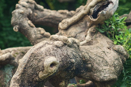 Twisted tropical tree branch, selective focusの写真素材