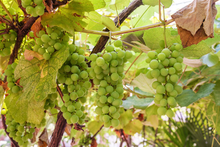 Bunch of young green grapeの写真素材