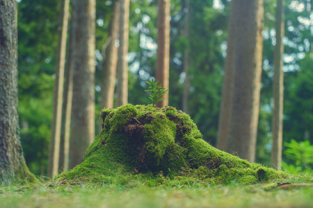 tiny pine tree on the wood stub covered by moss