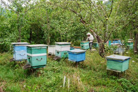 Beekeeper removing a frame of honeycomb from the beehive in the garden